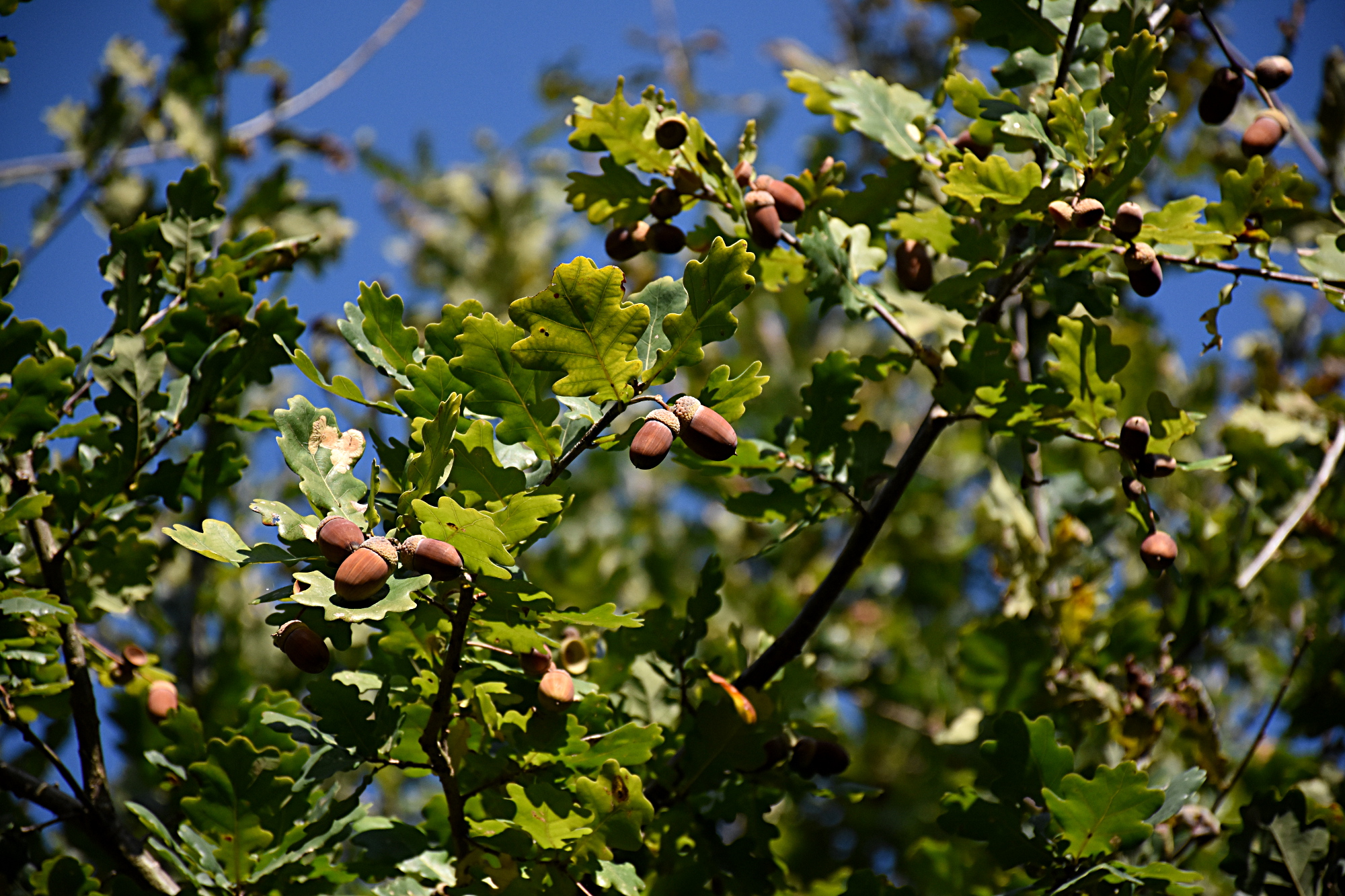 Eicheln an einem Ast