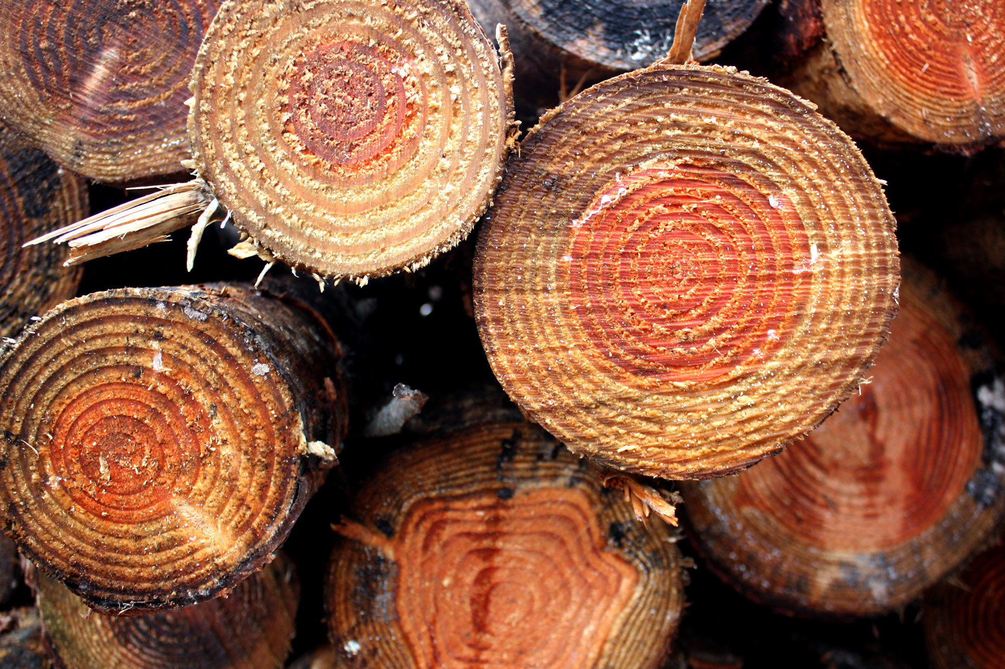 Das Holz der Douglasie ist vergleichbar mit Lärchenholz.