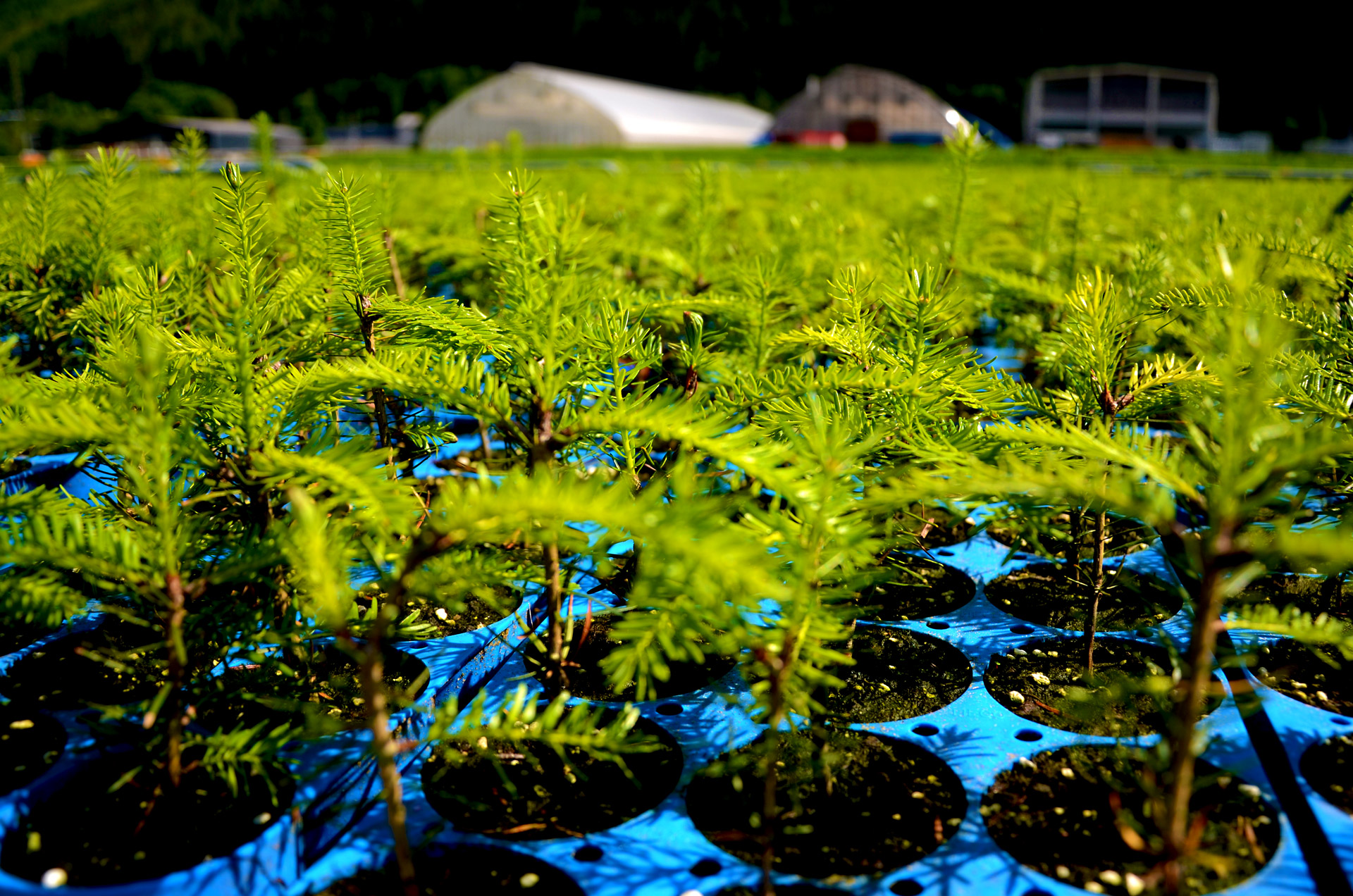 Tannen warten auf der Freifläche auf ihre neuen Besitzer.
