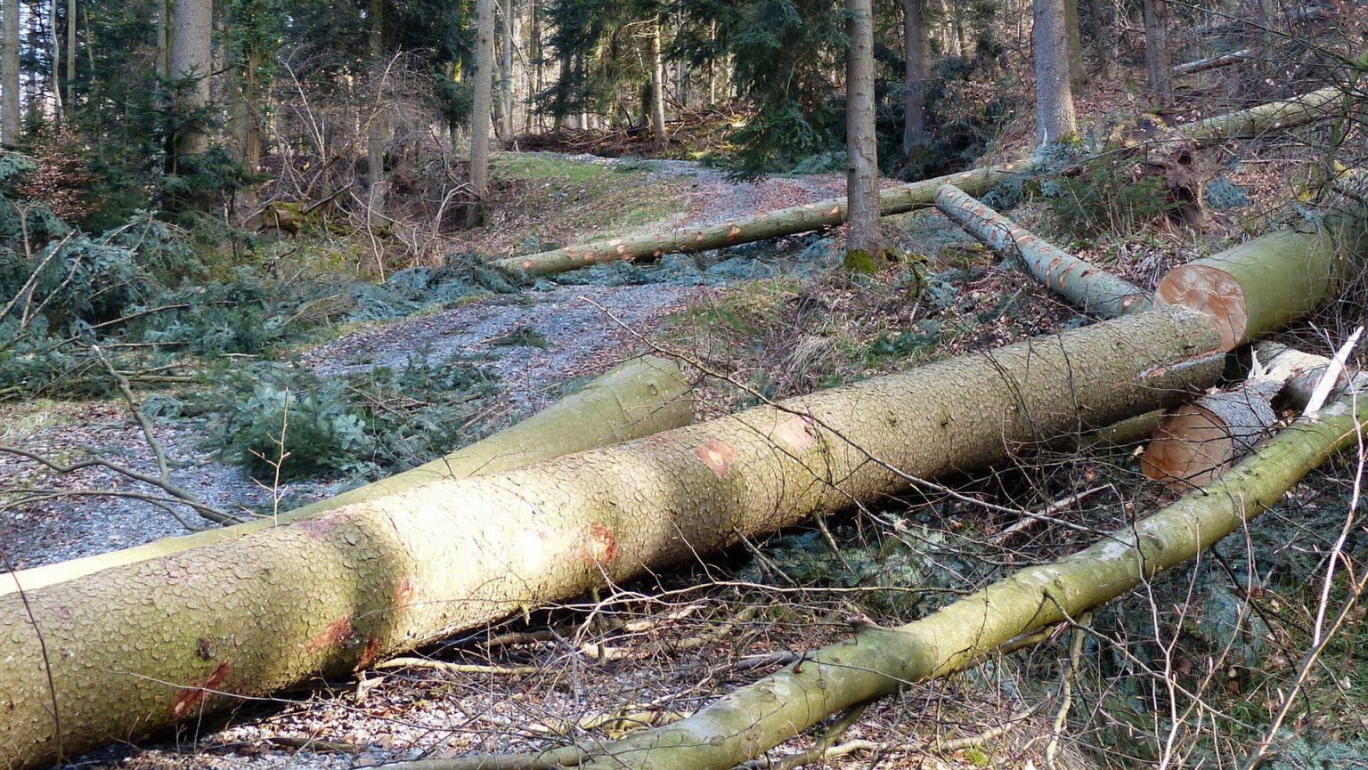 Darf Ich In Meinem Wald Eine Hütte Bauen Darf ich in meinem Wald entnehmen, was ich will? – Klimafitter Wald
