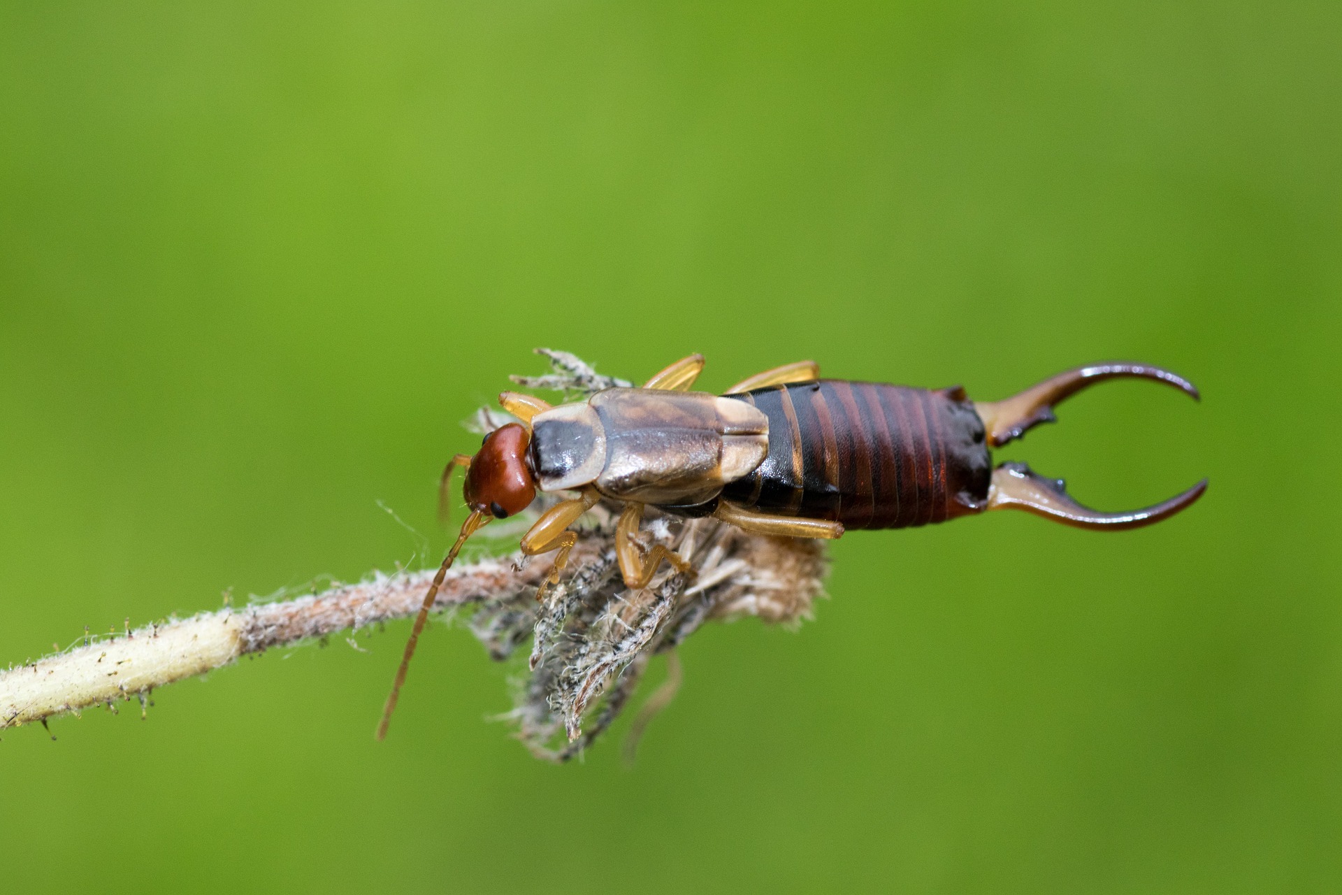 Auch der Gemeine Ohrwurm (Forficula auricularia) frisst die Larven der Borkenkäfer gerne.