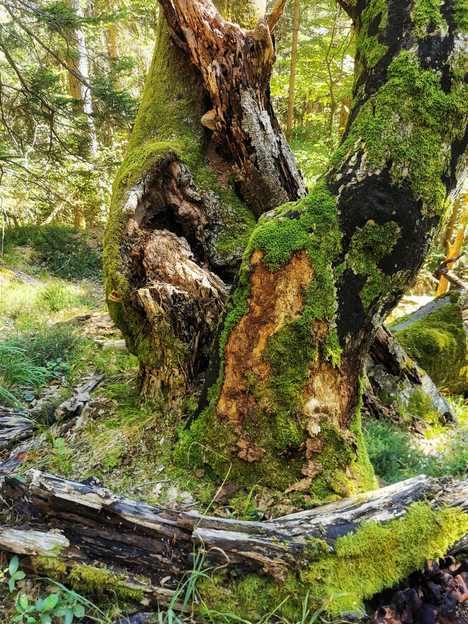 14 Maßnahmen für mehr Biodiversität im Wald